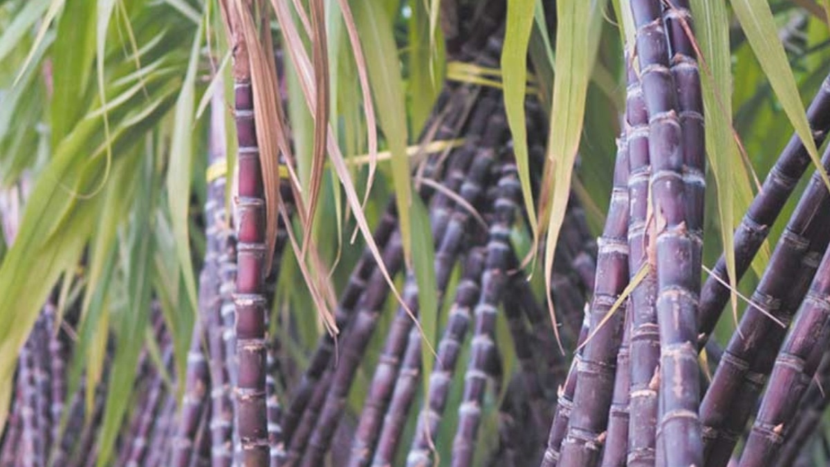 गन्ने की खेती - फोटो: किसान तक