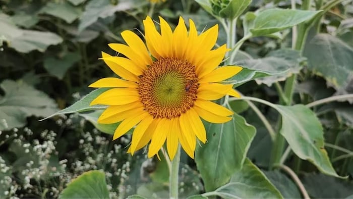 सूरजमुखी की खेती