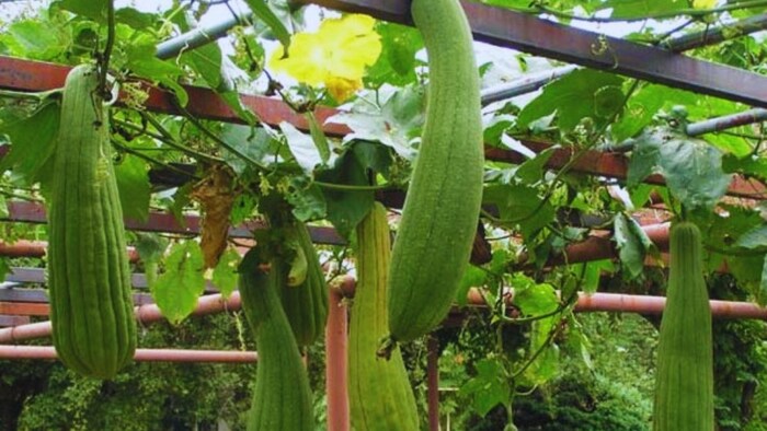 तोरई की बेस्ट किस्म