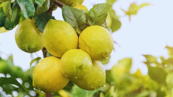 घर में कैसे उगाएं नींबू