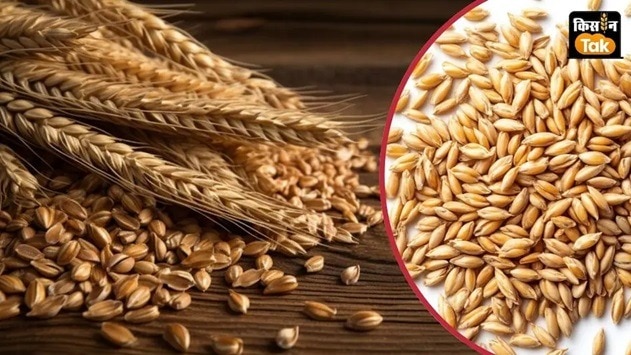 सरकारी मंडियों और क्रय केंद्रों पर गेहूं खरीद की तैयारियां कर ली गई हैं.