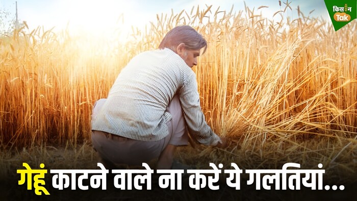 गेहूं की खेती करने वाले ना करें ये गलतियां