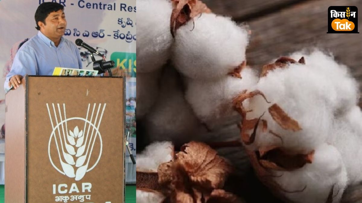 कपास उत्पादन बढ़ाने के लिए HDPS तकनीक का इस्तेमाल करें किसान, ICAR ने कहा- लागत घटेगी और उपज बढ़ेगी 
