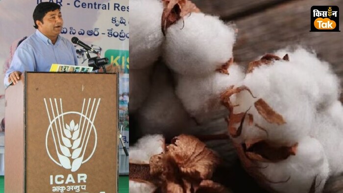 पंजाब, गुजरात समेत सभी प्रमुख कपास उत्पादक राज्यों में उत्पादन में गिरावट का अनुमान जताया गया है.