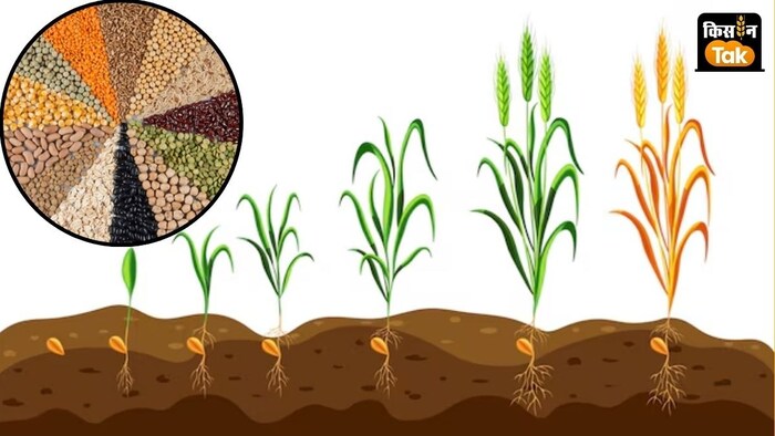 बीजों की क्वालिटी और स्टैंडर्ड की जांच के लिए 10 लैब में निरंतर नमूनों की जांच चलती है.