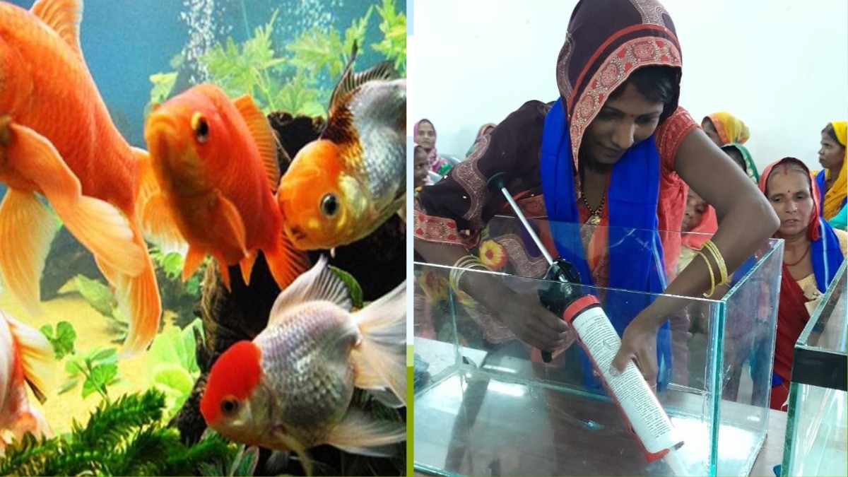 रंगीन मछलियों का पालन करके आप भी अच्छा लाभ कमा सकते हैं. (Photo-Kisan Tak)