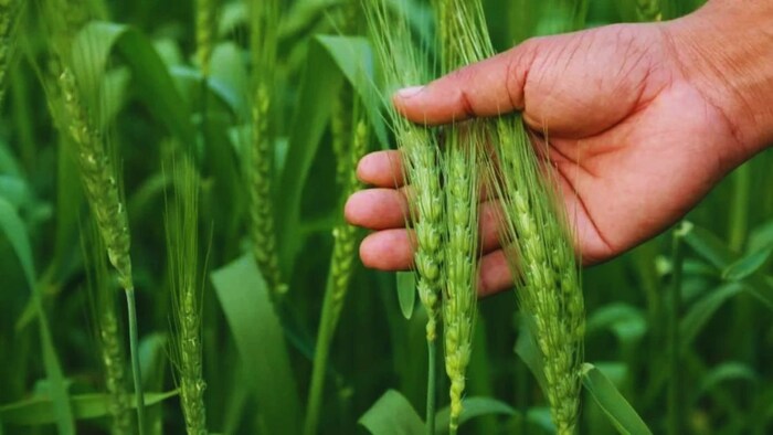 बारिश से गेहूं को फायदा