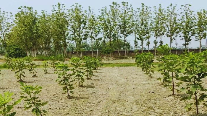 पेड़ों की बागवानी