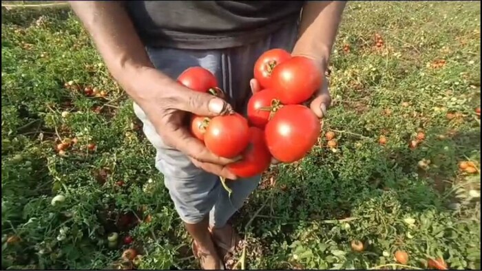 tomato price fall