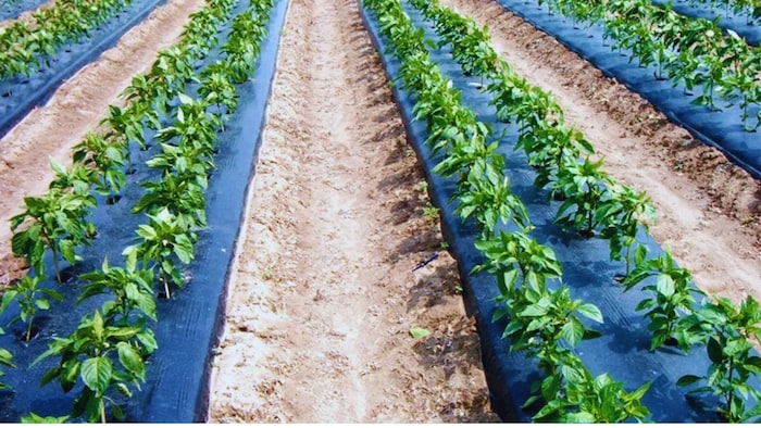 मल्चिंग लगाने पर सरकार दे रही सब्सिडी