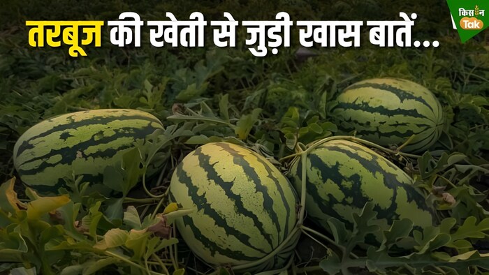 तरबूज की खेती के फायदे