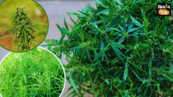 फसलों को खरपतवार से बचाने के उपाय