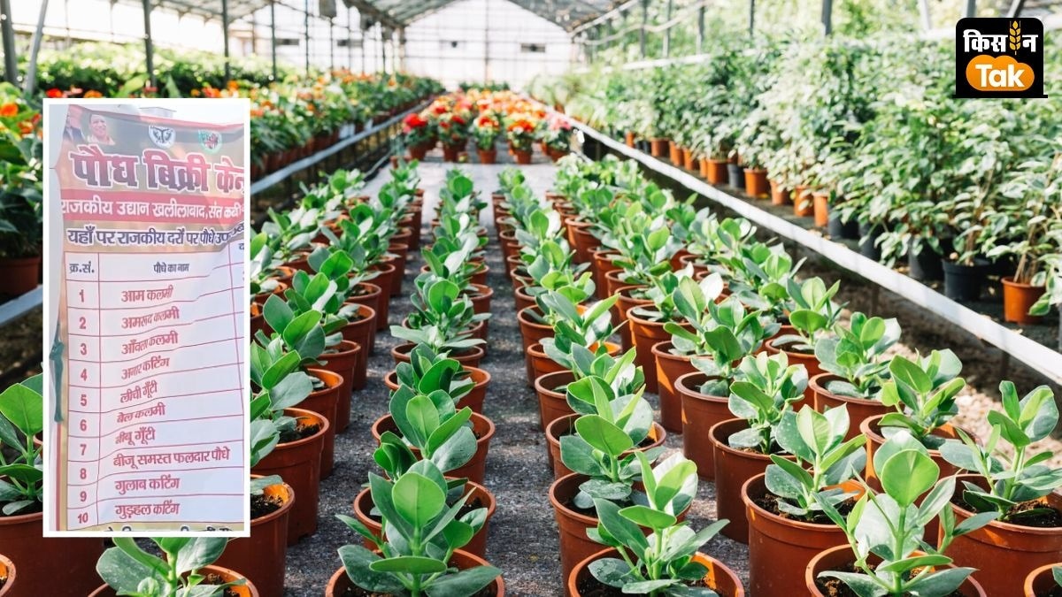 किसानों को कलमी आम, अमरूद, आंवला समेत 10 बागवानी फसलों के पौधे दिए जा रहे हैं.