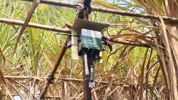 AI in sugarcane farming