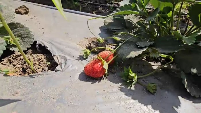 Strawberries