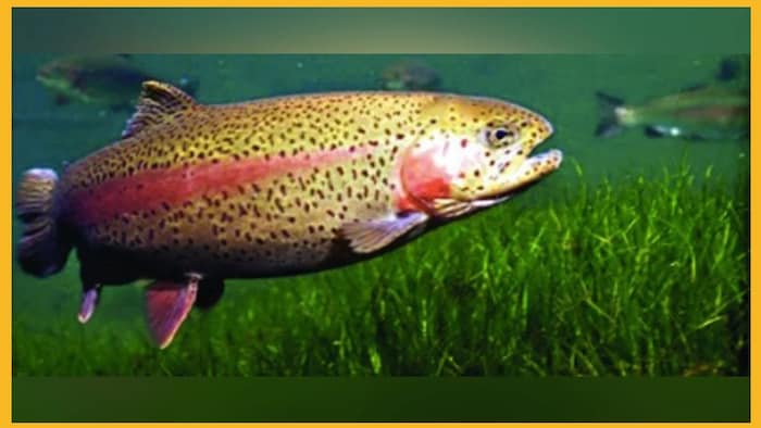 ट्राउट हैचरी में बेस्ट क्वालिटी फिश के 14 लाख अंडों का उत्पादन किया गया है.