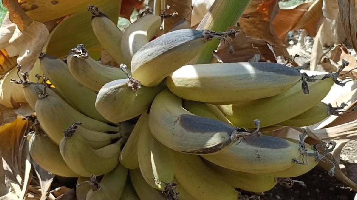 तापमान में हुई बढ़ोतरी का केले की खेती पर असर, बड़े इलाके में बर्बाद हुई फसल
