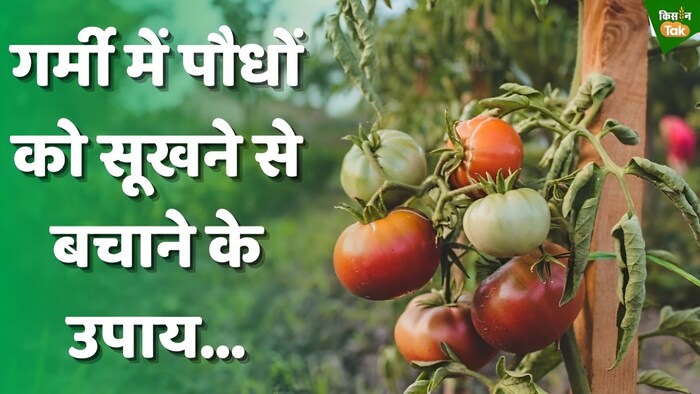 गर्मी में पौधों को सूखने से बचाने के उपाय