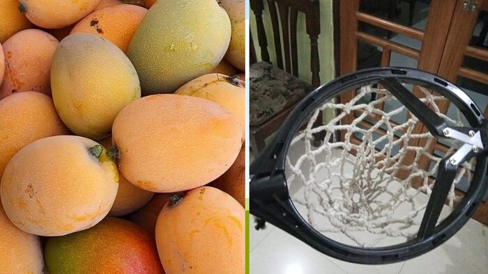 मैंगो हार्वेस्टर की डिमांड बहुत तेजी से बढ़ रही है (Photo-Kisan Tak)