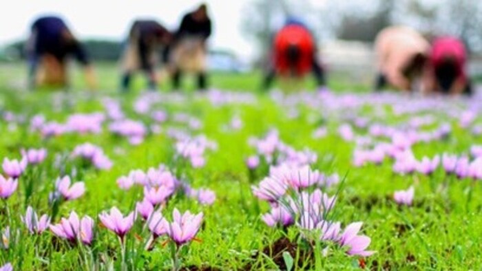 केसर की खेती के विस्तार के लिए नए क्षेत्रों की पहचान की गई है.