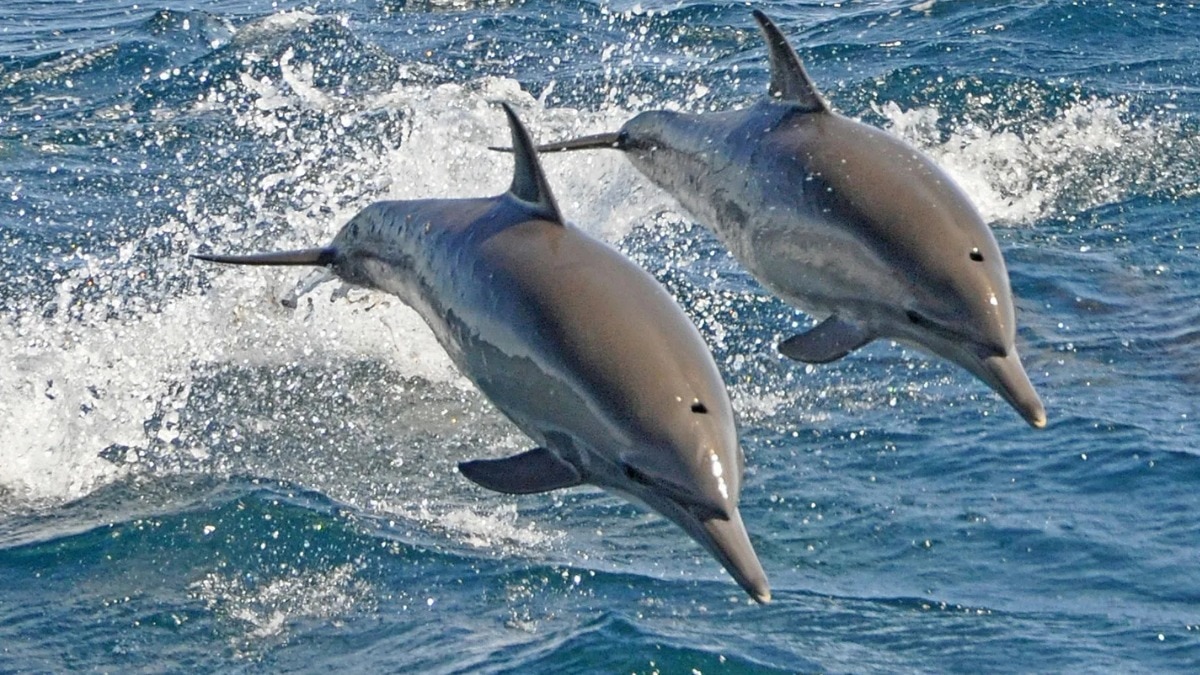 आठ राज्यों की 28 नदियों का सर्वे, कुल डॉल्फिन 6,327