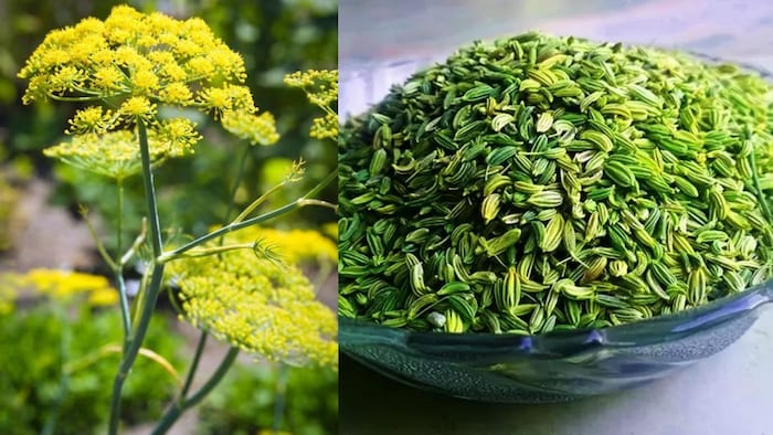 सौंफ के खरीदें बीज