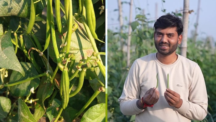 बाराबंकी जिले के एक युवा प्रगतिशील किसान मयंक वर्मा