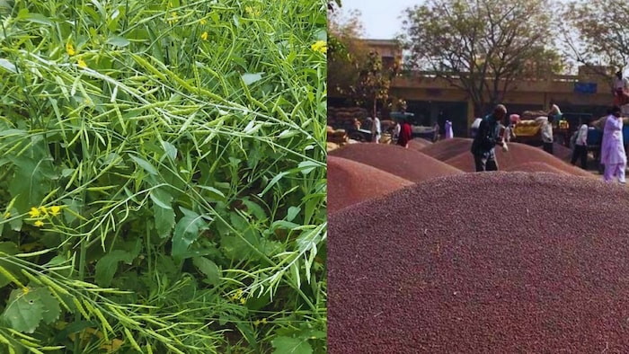 ओलावृष्टि से सरसों को भारी नुकसान