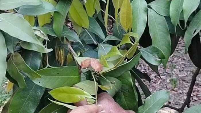 Shahi Litchi Bug Attack