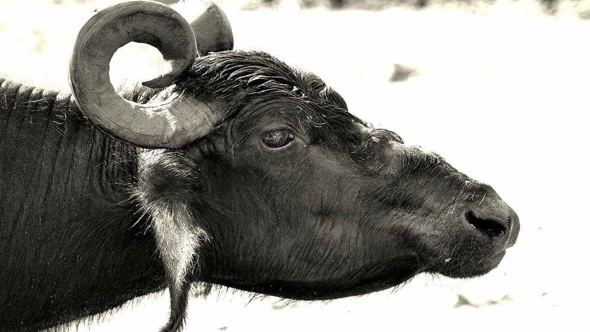 काला सोना है भैंस की ये नस्ल