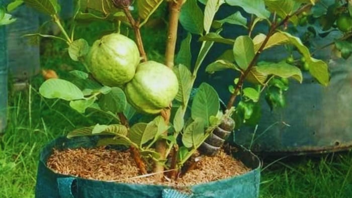 अमरूद की बागवानी के टिप्स