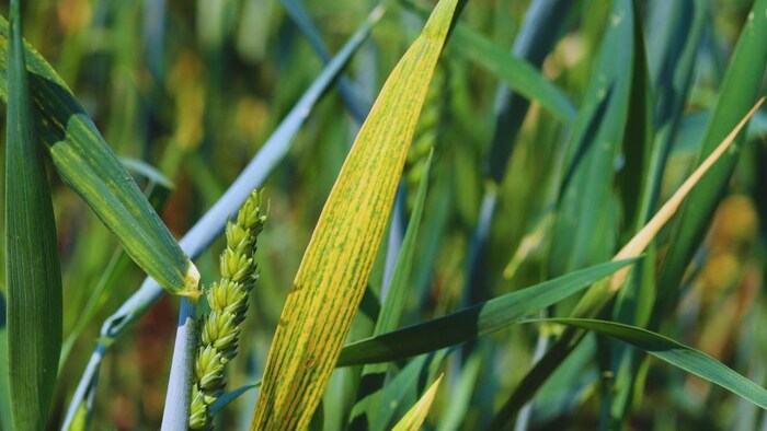 गेहूं में पीलापन