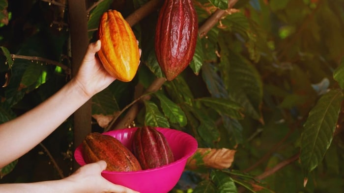 कोको फल