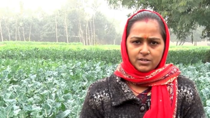 Earning good profits by cultivating broccoli