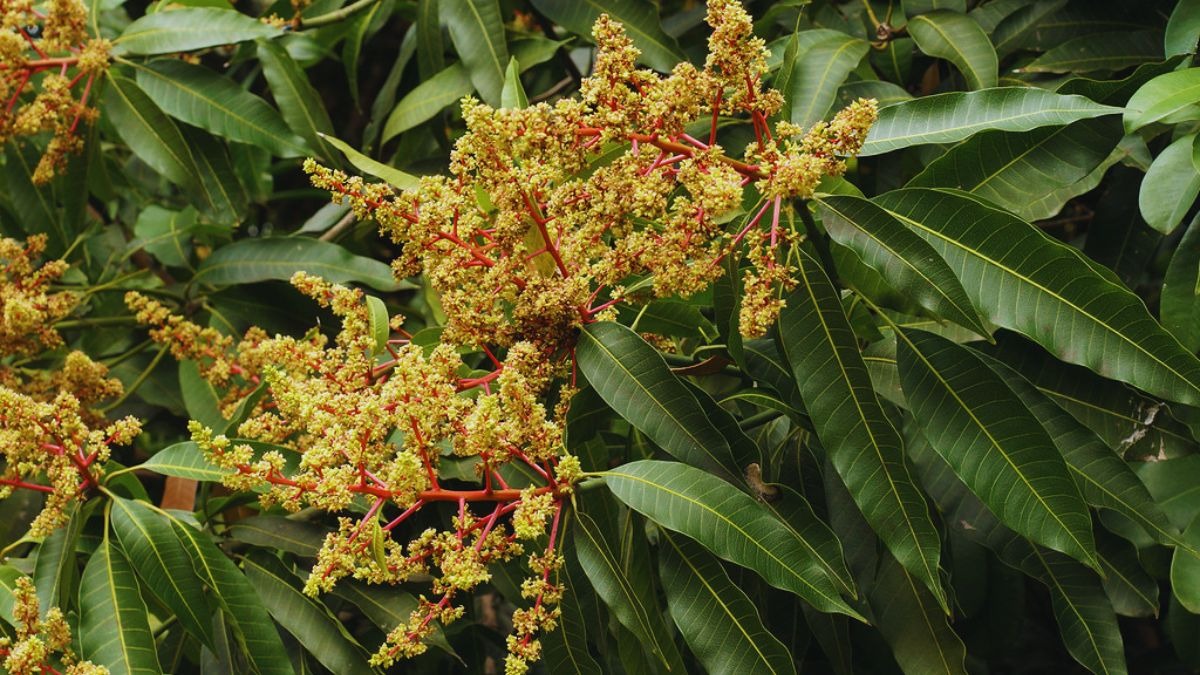 आम की खेती का टिप्स