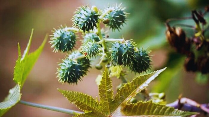 अरंडी की खेती