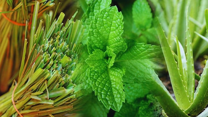 औषधीय पौधों की खेती