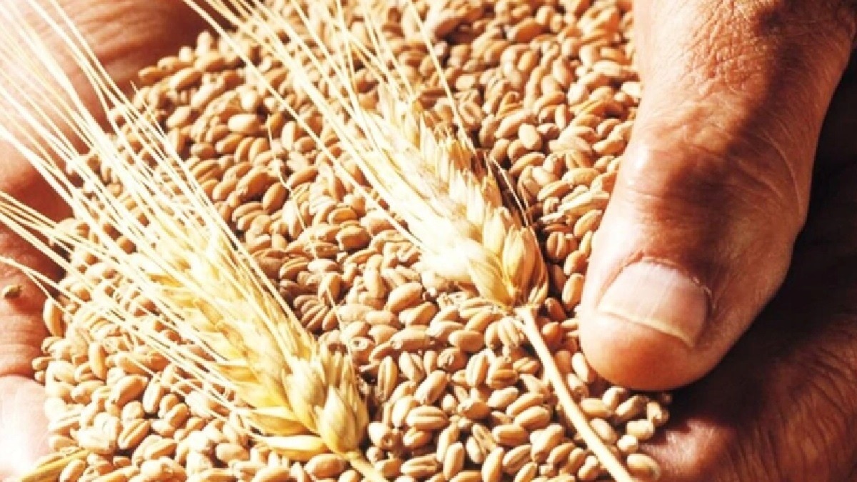 उत्तर प्रदेश, मध्य प्रदेश और राजस्थान की मंडियों में गेहूं का थोक भाव एमएसपी से ऊपर बना हुआ है.