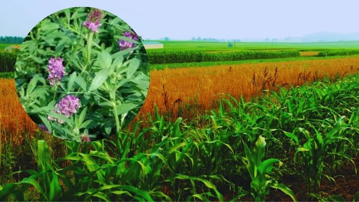 हरे चारे की खेती