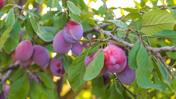 plum farming