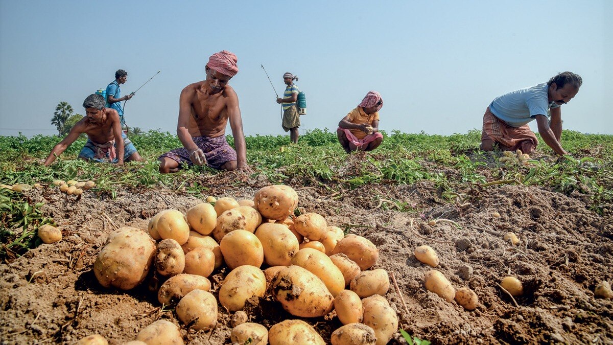 Potato Mandi Price Today: 07 March 2025 आलू का मंडी भाव, जानें आलू का ताजा रेट