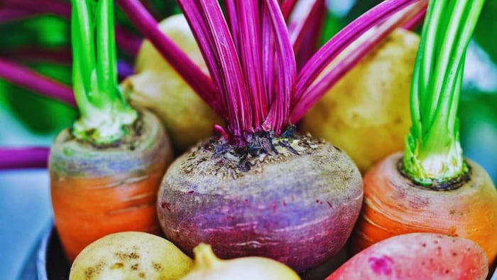 पूसा स्वेती किस्म