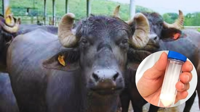 पशु सीमन उत्पादन इकाई