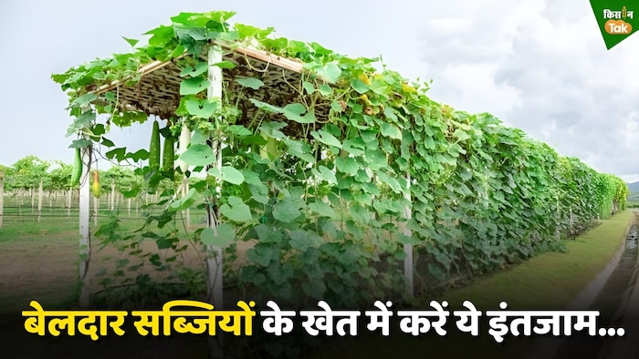 बेलदार सब्जियों के खेत