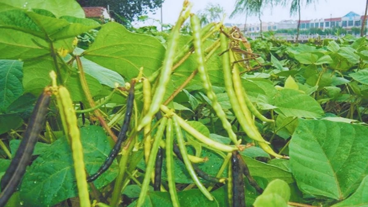 मूंग की खेती