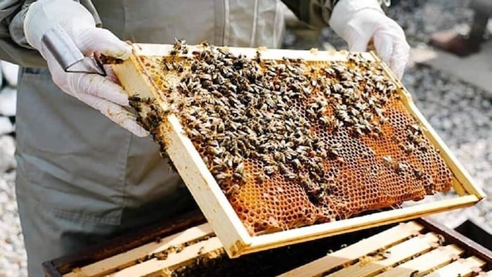 मधुमक्खी पालन के लिए सरकार दे रही सब्सिडी