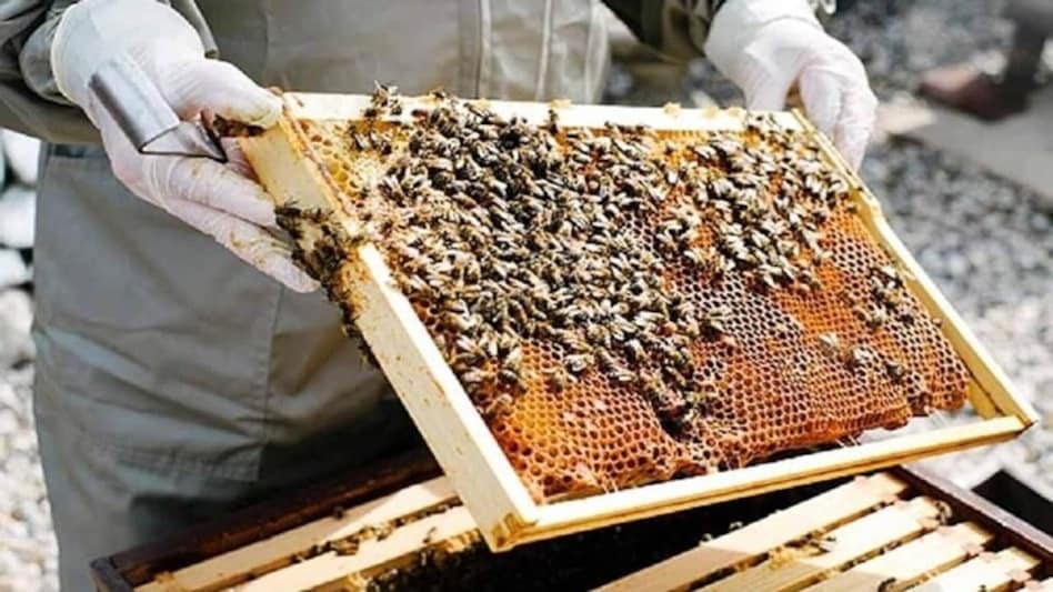 मधुमक्खी पालन के लिए उपकरणों पर मिलेगी सब्सिडी, जानें किसको मिलेगा लाभ मधुमक्खी पालन के लिए उपकरणों पर मिलेगी सब्सिडी, जानें किसको मिलेगा लाभ