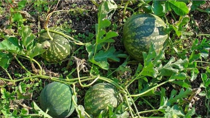 तरबूज का बीज खरीदें