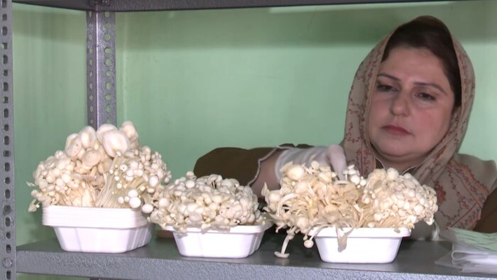 Khalida Rasool growing mushroom