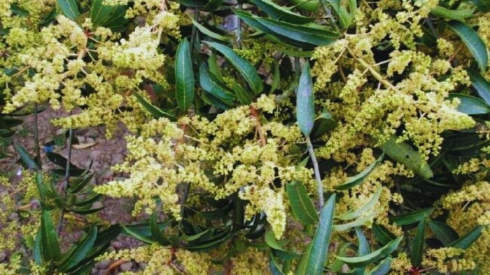 मिलीबग कीट का सफाया